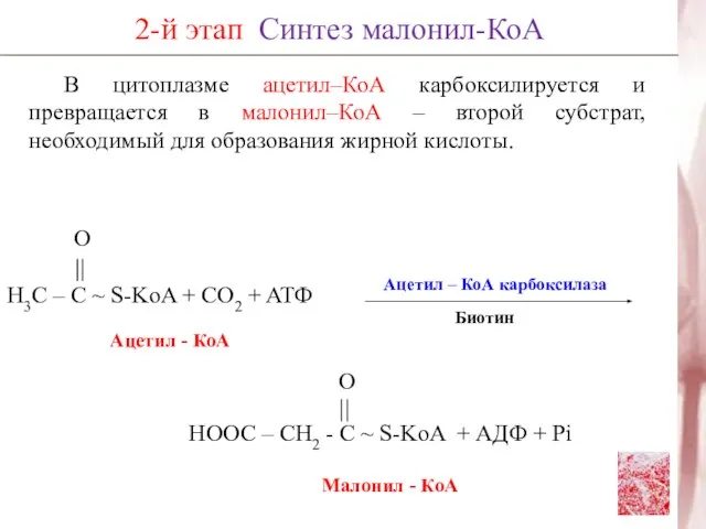 В цитоплазме ацетил–КоА карбоксилируется и превращается в малонил–КоА – второй субстрат, необходимый