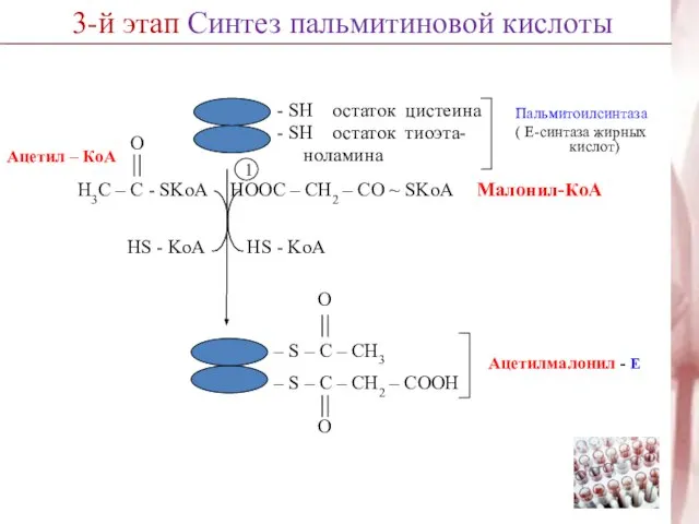 3-й этап Синтез пальмитиновой кислоты 1 HS - KoA HOOC – CH2