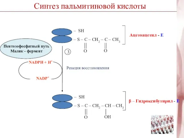 Синтез пальмитиновой кислоты Реакция восстановления NADPH + H+ NADP+ 3 Синтез пальмитиновой кислоты
