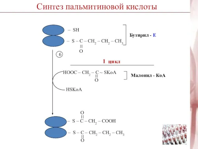 Синтез пальмитиновой кислоты I цикл 6 НSKoA