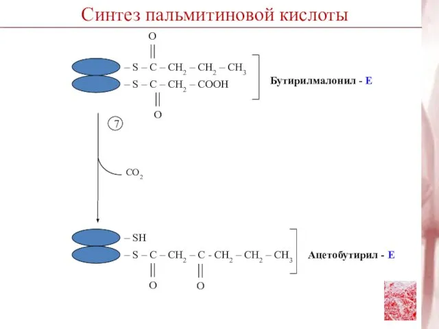 7 CO2 Синтез пальмитиновой кислоты