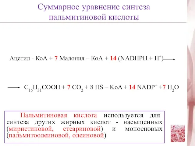 Ацетил - КоА + 7 Малонил – КоА + 14 (NADHPH +