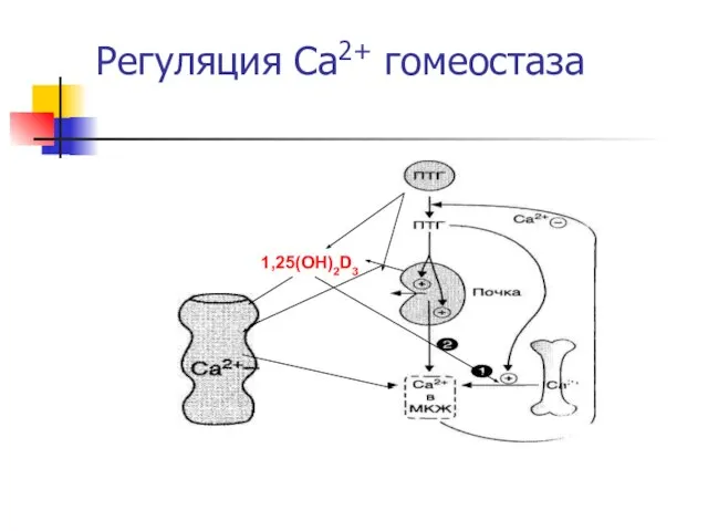 Регуляция Са2+ гомеостаза 1,25(OH)2D3