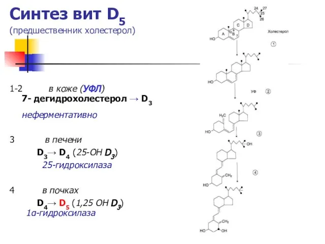 Синтез вит D5 (предшественник холестерол) 1-2 в коже (УФЛ) 7- дегидрохолестерол →