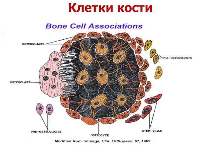 Клетки кости