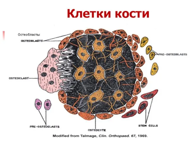 Клетки кости