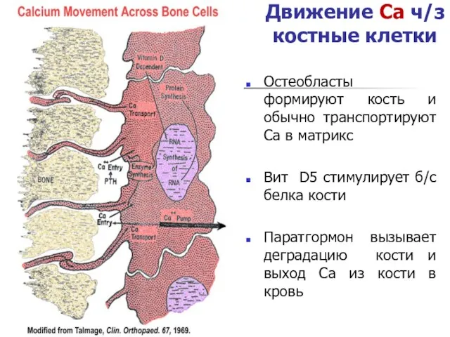 Движение Са ч/з костные клетки Остеобласты формируют кость и обычно транспортируют Са