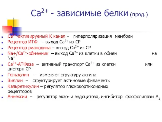 Са2+ - зависимые белки (прод.) Са2+-активируемый К канал – гиперполяризация мембран Рецептор