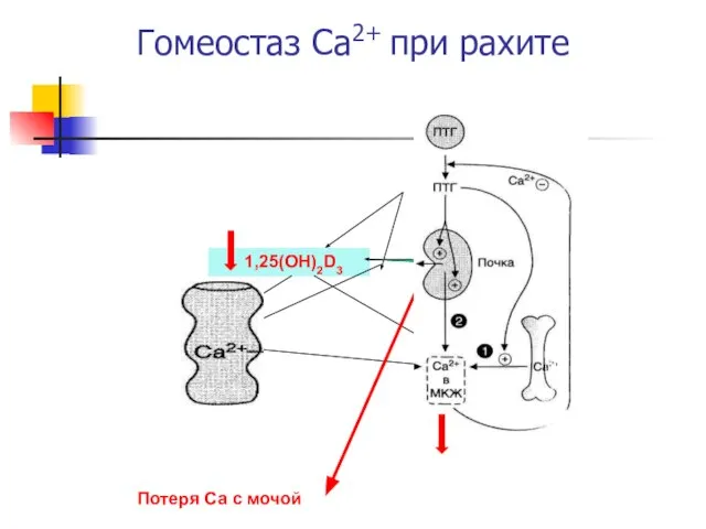 Гомеостаз Са2+ при рахите 1,25(OH)2D3 Потеря Са с мочой