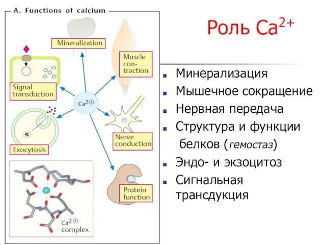 Роль Са2+ Минерализация Мышечное сокращение Нервная передача Структура и функции белков (гемостаз)