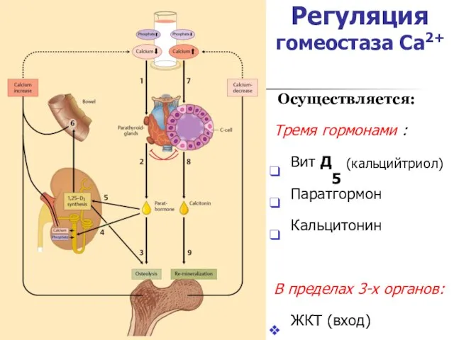 Регуляция гомеостаза Са2+ Осуществляется: Тремя гормонами : Вит Д5 (кальцийтриол) Паратгормон Кальцитонин