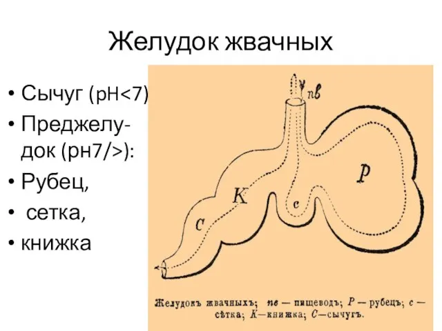 Желудок жвачных Сычуг (pH Преджелу-док (рн7/>): Рубец, сетка, книжка