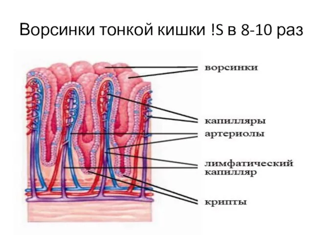 Ворсинки тонкой кишки !S в 8-10 раз