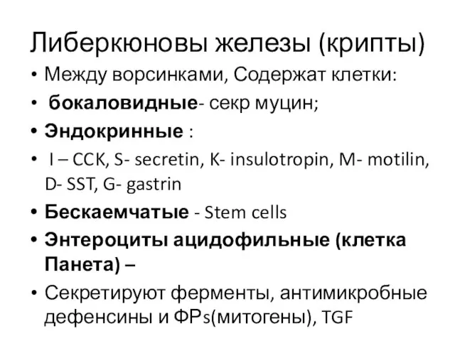 Либеркюновы железы (крипты) Между ворсинками, Содержат клетки: бокаловидные- секр муцин; Эндокринные :