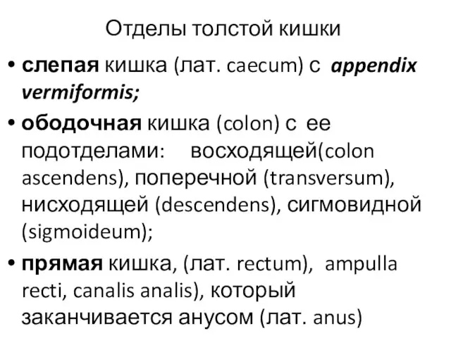 Отделы толстой кишки слепая кишка (лат. caecum) с appendix vermiformis; ободочная кишка