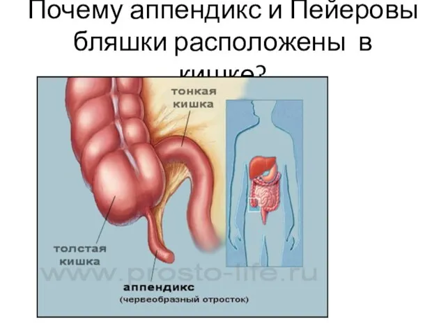 Почему аппендикс и Пейеровы бляшки расположены в кишке?