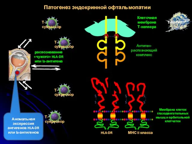 Патогенез эндокринной офтальмопатии распознавание «чужого» HLA-DR или la-антигена HLA-DR МНС II класса