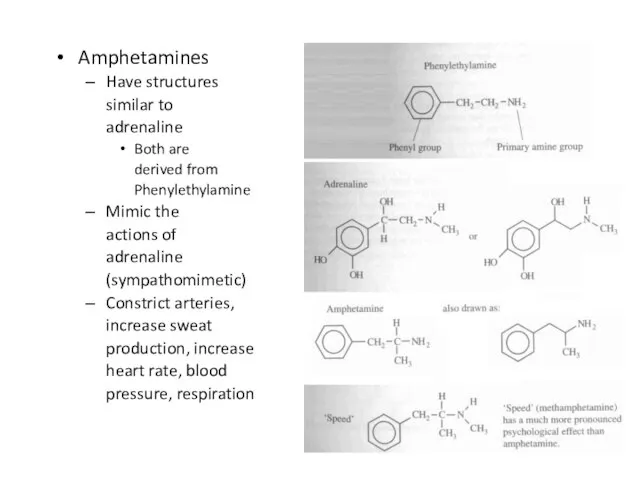 Amphetamines Have structures similar to adrenaline Both are derived from Phenylethylamine Mimic