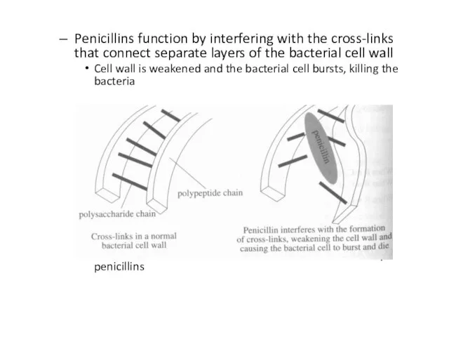 Penicillins function by interfering with the cross-links that connect separate layers of