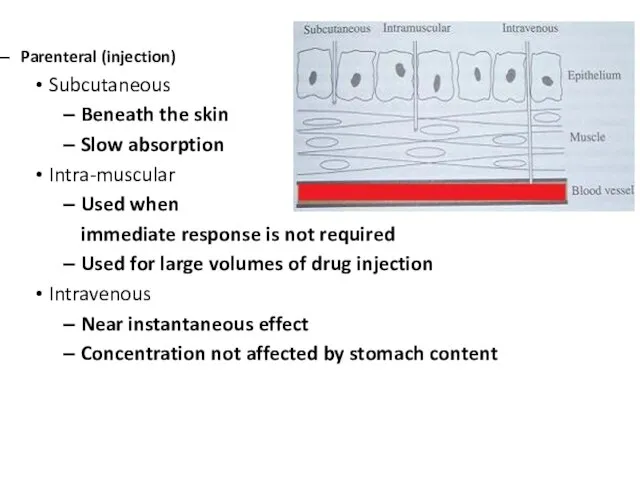 Parenteral (injection) Subcutaneous Beneath the skin Slow absorption Intra-muscular Used when immediate