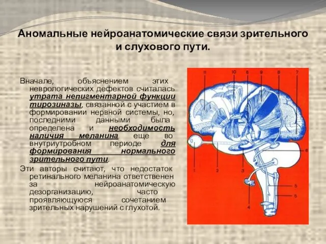 Аномальные нейроанатомические связи зрительного и слухового пути. Вначале, объяснением этих неврологических дефектов