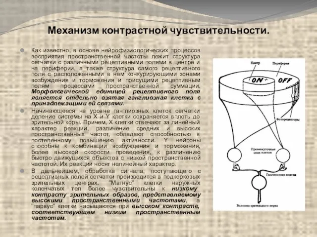 Механизм контрастной чувствительности. Как известно, в основе нейрофизиологических процессов восприятия пространственной частоты