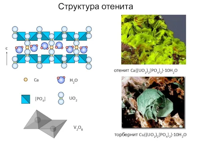 Структура отенита отенит Ca{(UO2)2[PO4]2}·10H2O торбернит Cu{(UO2)2[PO4]2}·10H2O [PO4] Ca H2O UO2 c V2O8