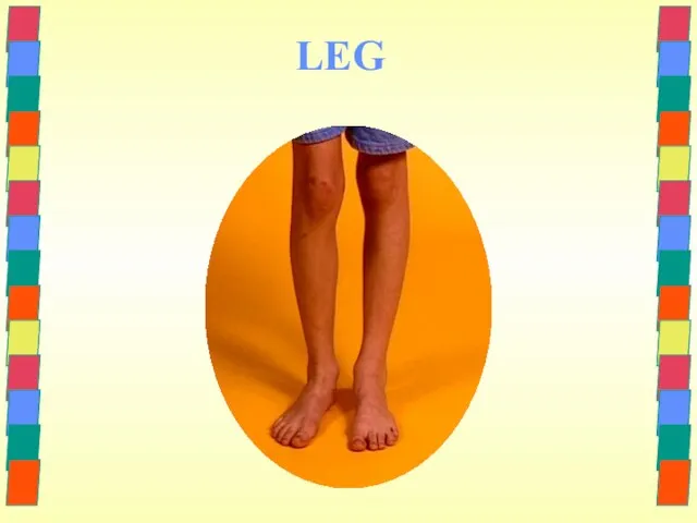 LEG