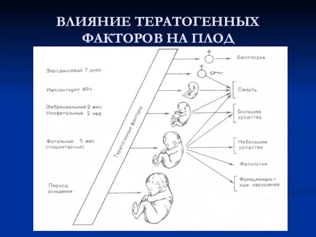 ВЛИЯНИЕ ТЕРАТОГЕННЫХ ФАКТОРОВ НА ПЛОД