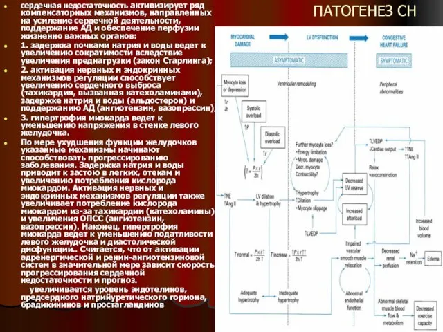 ПАТОГЕНЕЗ СН сердечная недостаточность активизирует ряд компенсаторных механизмов, направленных на усиление сердечной