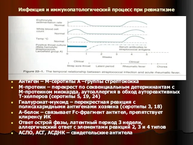 Инфекция и иммунопатологический процесс при ревматизме Антиген – М-серотипы А –группы стрептококка