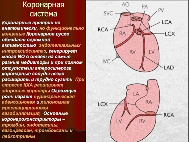 Коронарная система Коронарные артерии не анатомически, но функционально концевые Коронарное русло обладает