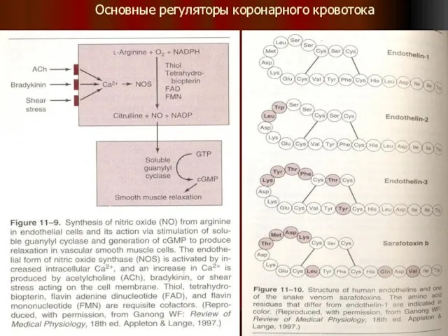 Основные регуляторы коронарного кровотока