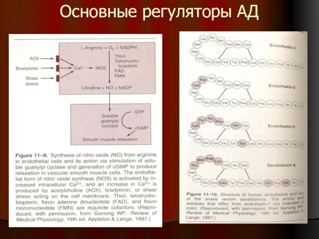 Основные регуляторы АД