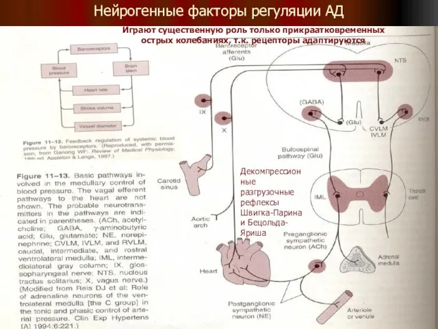 Нейрогенные факторы регуляции АД Декомпрессионные разгрузочные рефлексы Швигка-Парина и Бецольда-Яриша Играют существенную