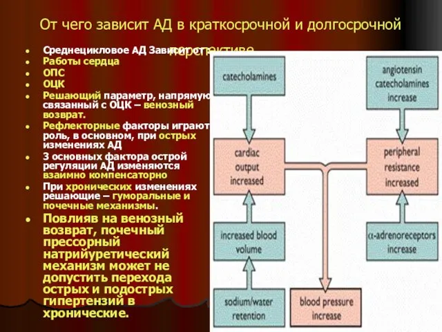 От чего зависит АД в краткосрочной и долгосрочной перспективе… Среднецикловое АД Зависит