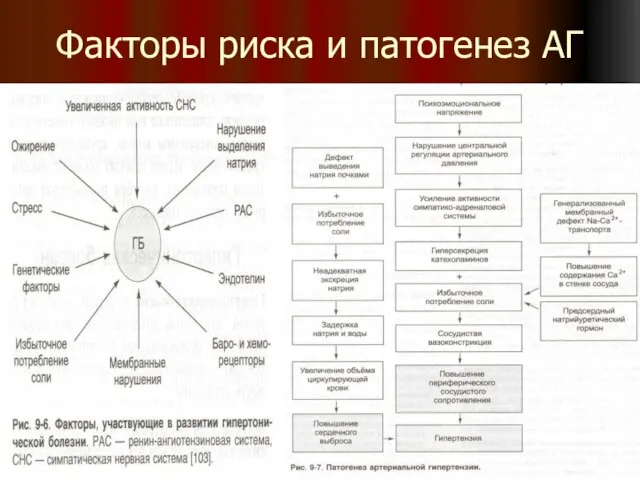 Факторы риска и патогенез АГ