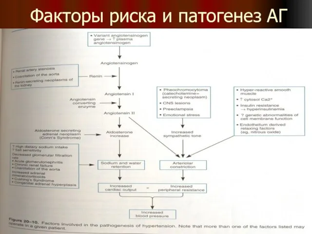 Факторы риска и патогенез АГ