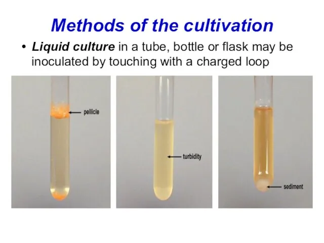 Methods of the cultivation Liquid culture in a tube, bottle or flask