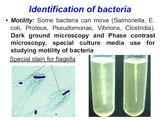 Identification of bacteria Motility: Some bacteria can move (Salmonella, E. coli, Proteus,