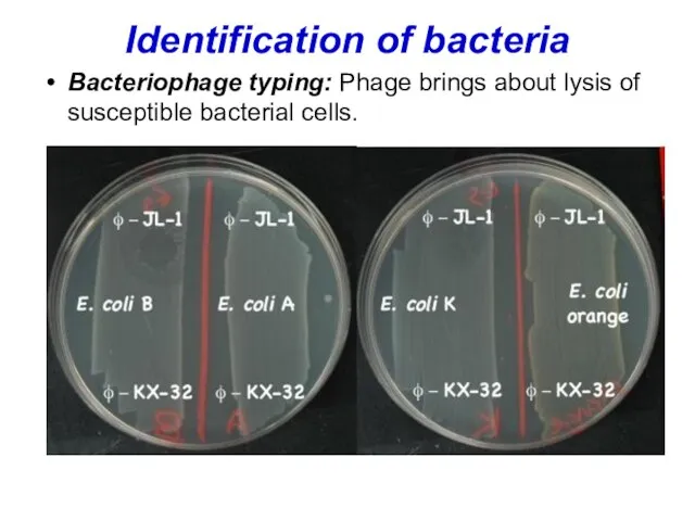 Identification of bacteria Bacteriophage typing: Phage brings about lysis of susceptible bacterial cells.
