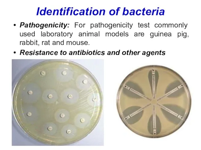 Identification of bacteria Pathogenicity: For pathogenicity test commonly used laboratory animal models