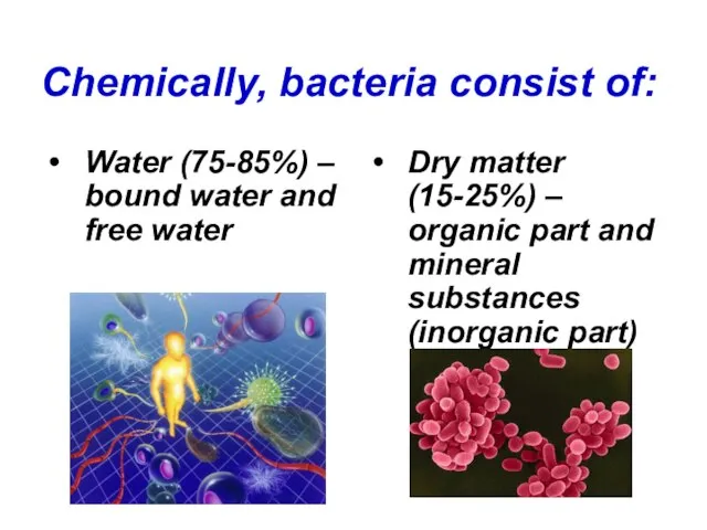 Chemically, bacteria consist of: Water (75-85%) – bound water and free water