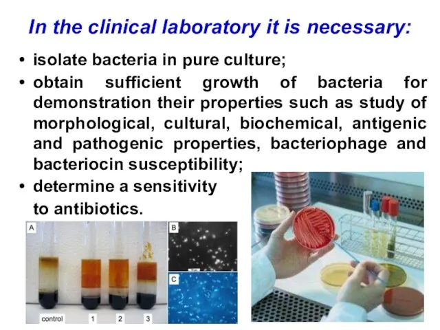 In the clinical laboratory it is necessary: isolate bacteria in pure culture;