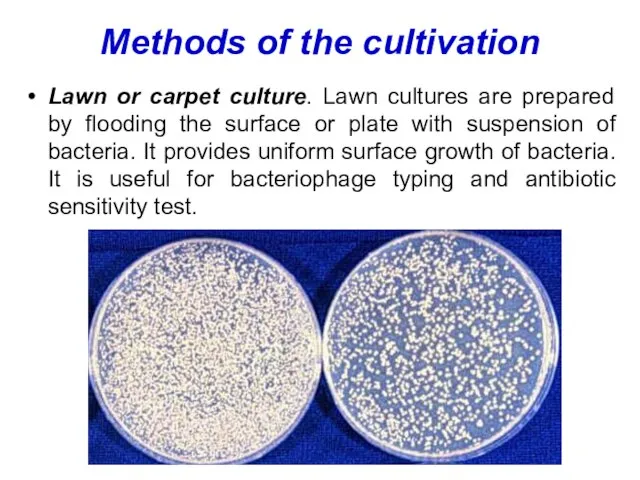 Methods of the cultivation Lawn or carpet culture. Lawn cultures are prepared