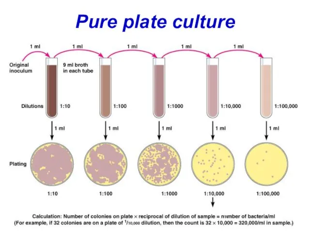 Pure plate culture