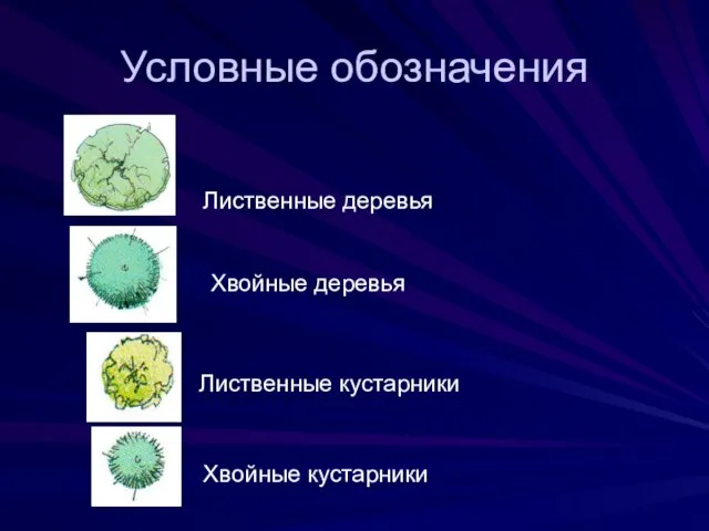 Условные обозначения Лиственные деревья Хвойные деревья Лиственные кустарники Хвойные кустарники