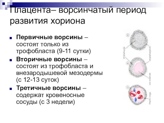 Плацента– ворсинчатый период развития хориона Первичные ворсины – состоят только из трофобласта