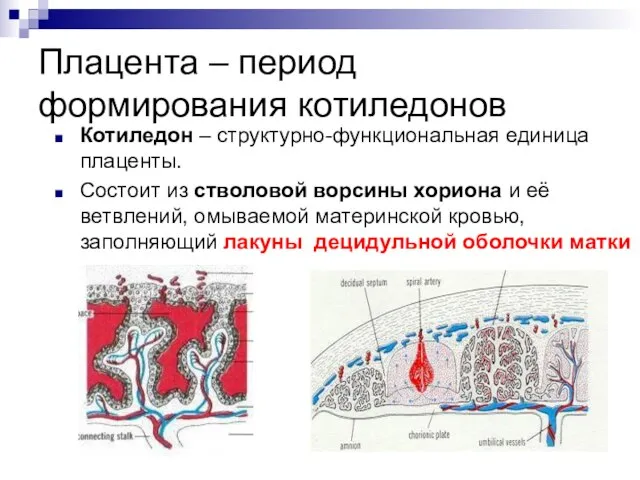 Плацента – период формирования котиледонов Котиледон – структурно-функциональная единица плаценты. Состоит из