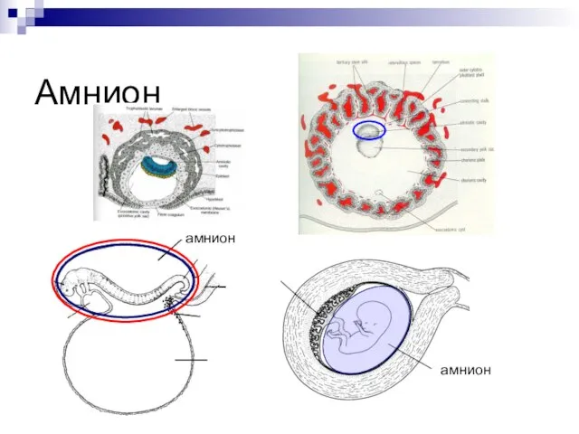 Амнион амнион амнион